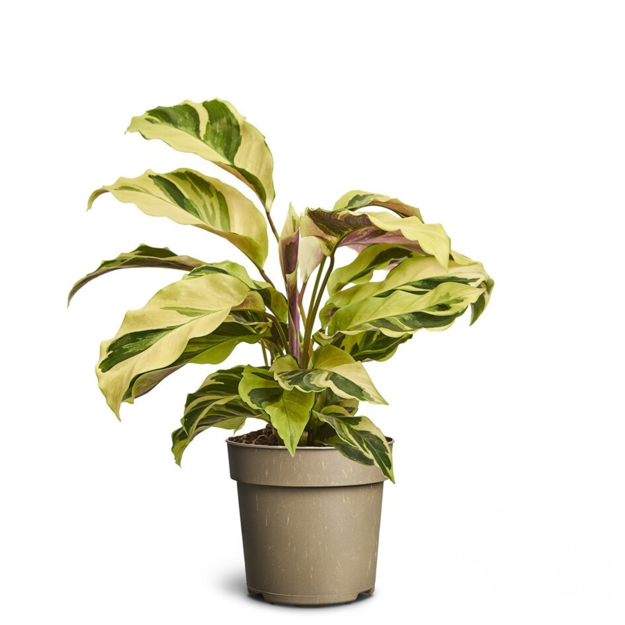 Korbmarante 'Yellow Miracle'