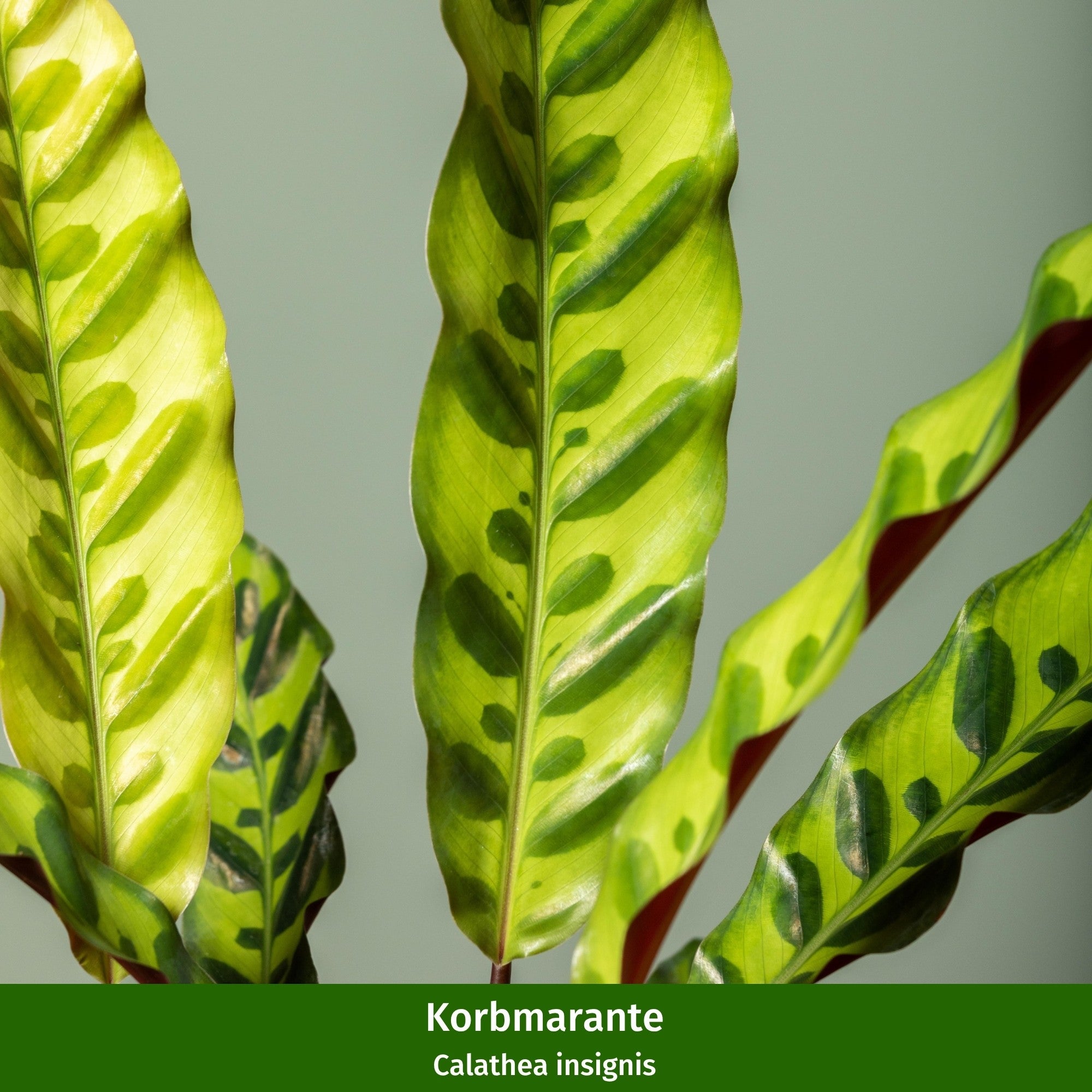Zimmerpflanzen-Set "Moderne Pflanzenfreunde"