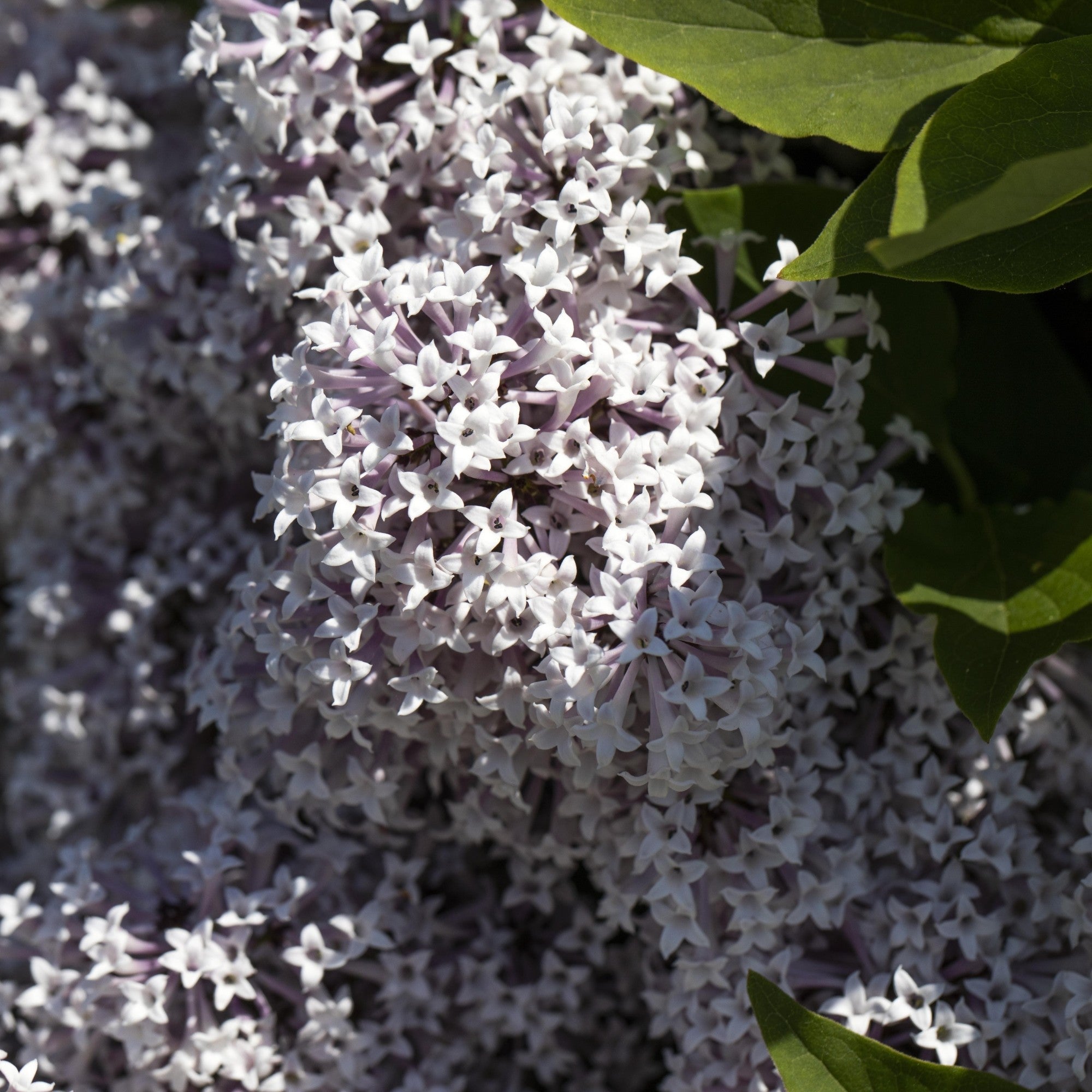 Zwergflieder 'Palibin'