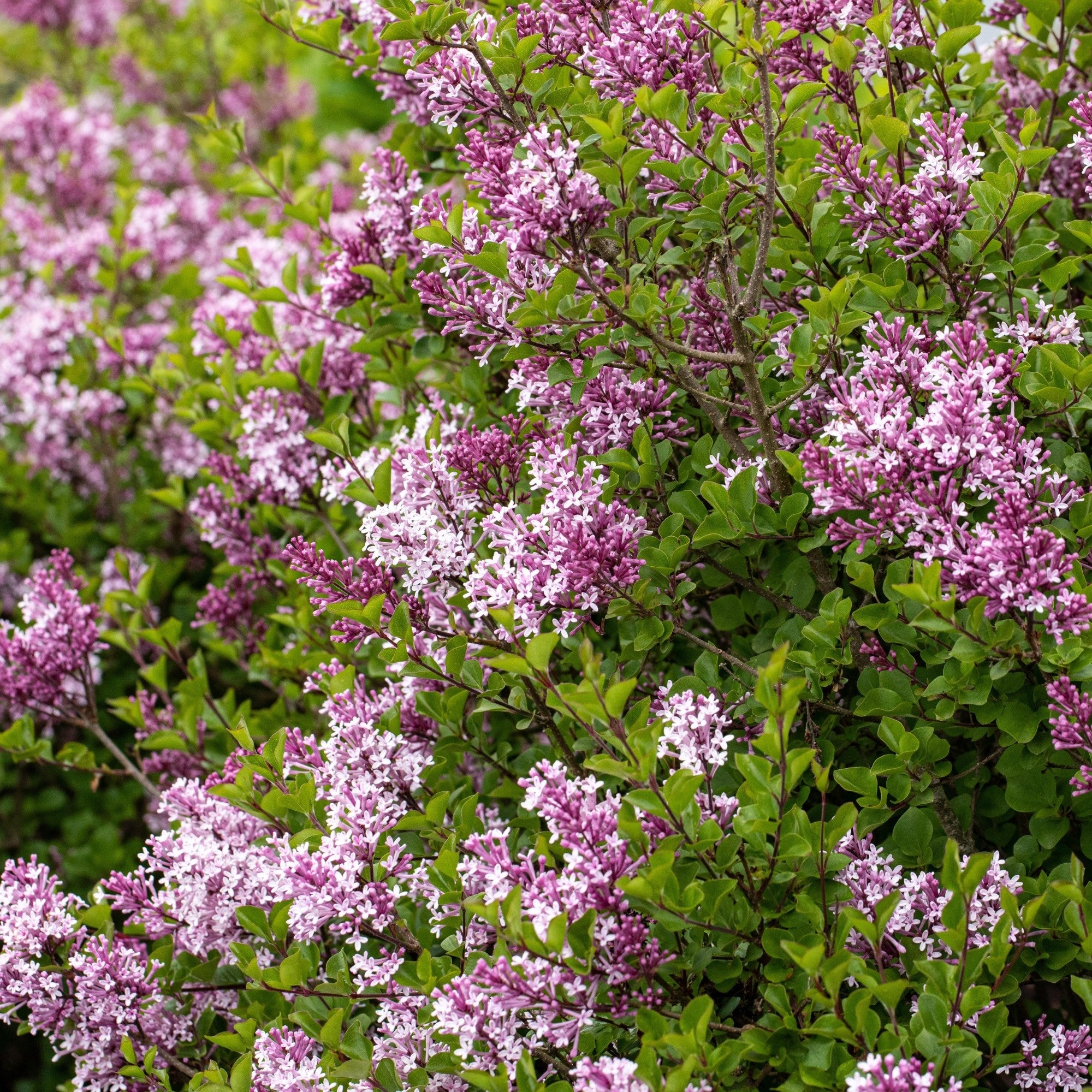 Zwergflieder 'Palibin'