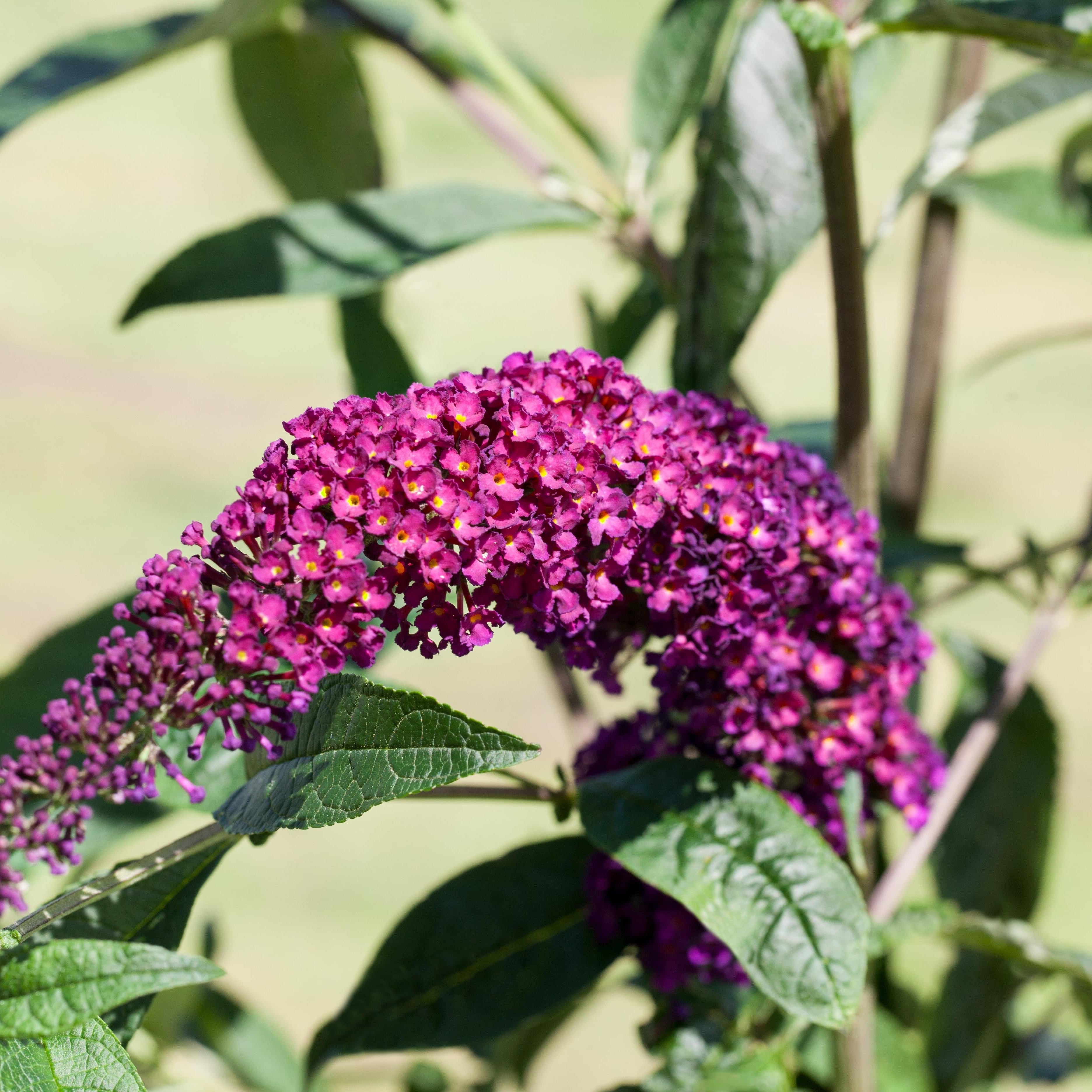 Sommerflieder 'Royal Red'