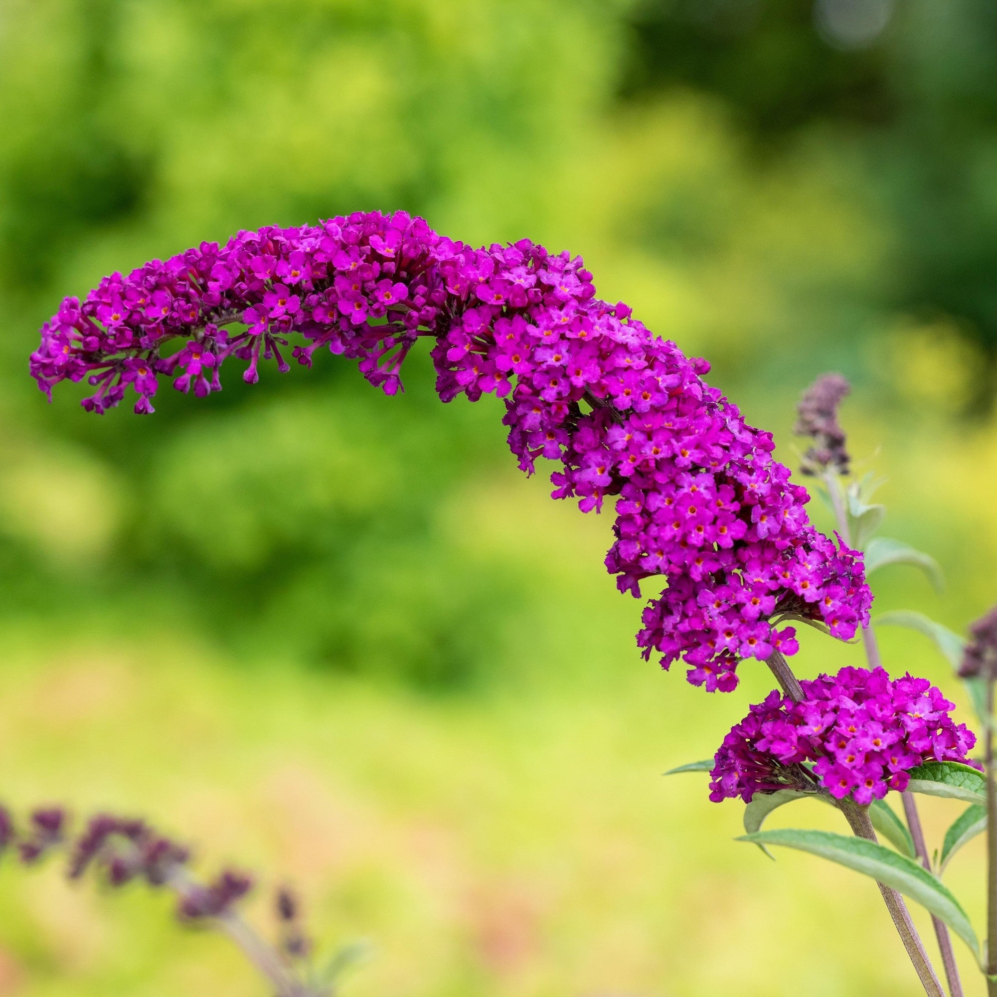 Sommerflieder 'Royal Red'