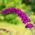 Sommerflieder 'Royal Red'