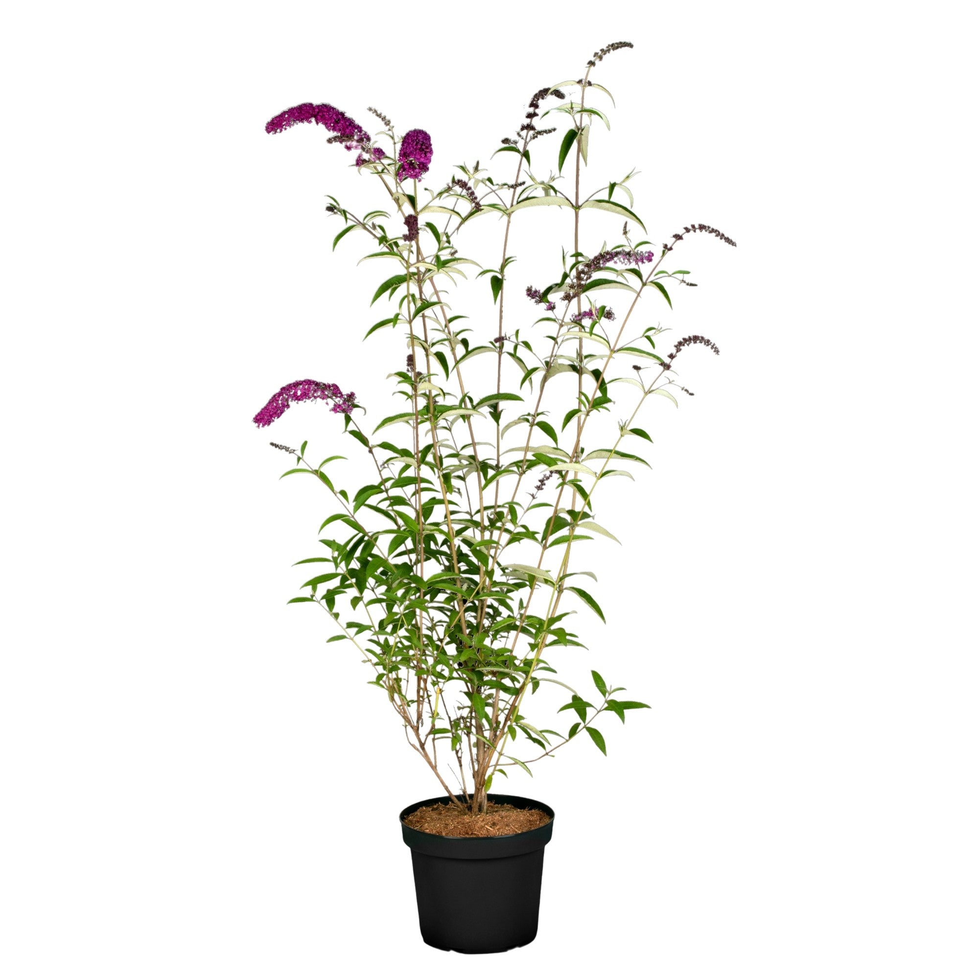 Sommerflieder 'Royal Red'