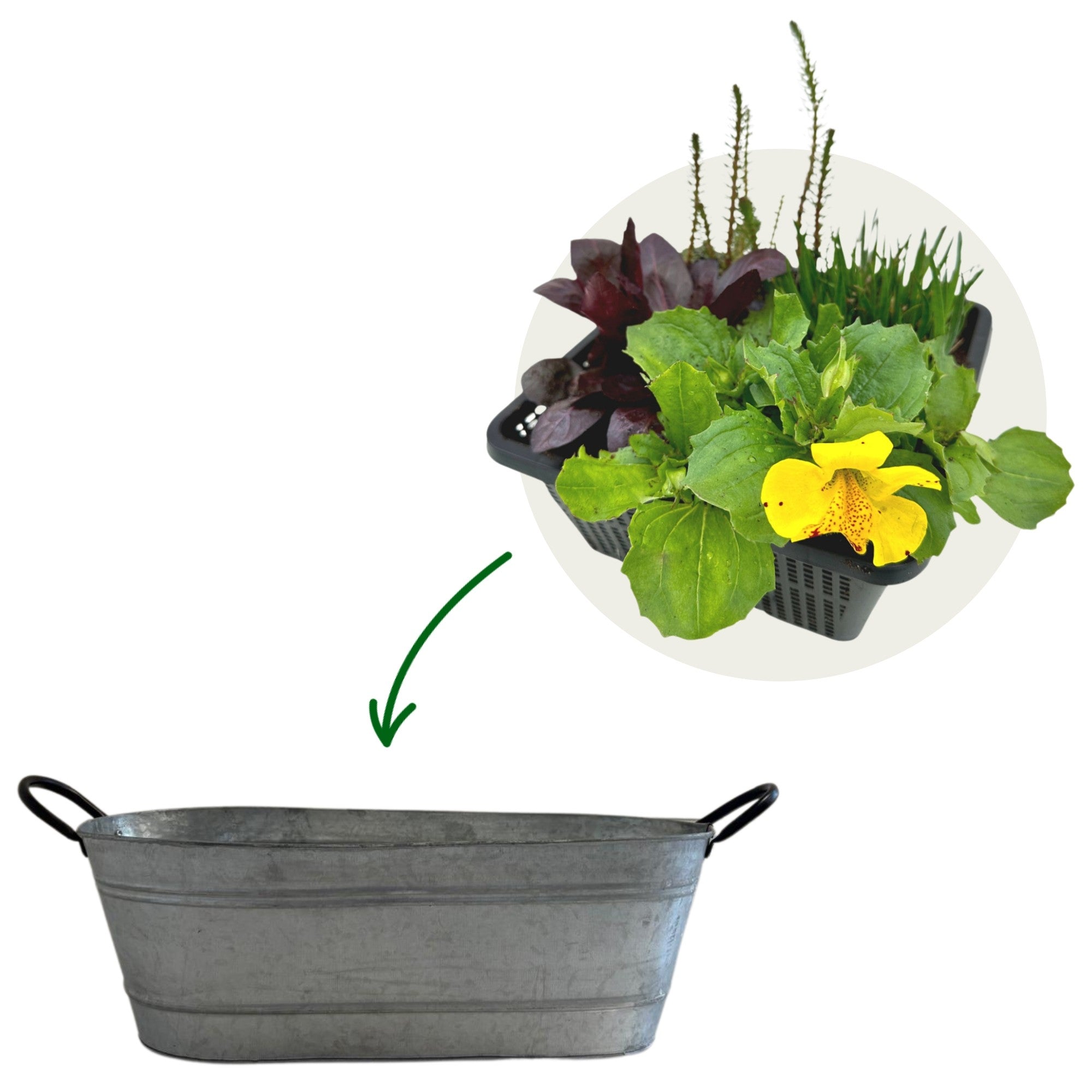 Miniteich in ovaler Zinkwanne "Starter Set"