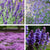 Stauden-Set "Mediterrane Duft- & Blütenvielfalt“