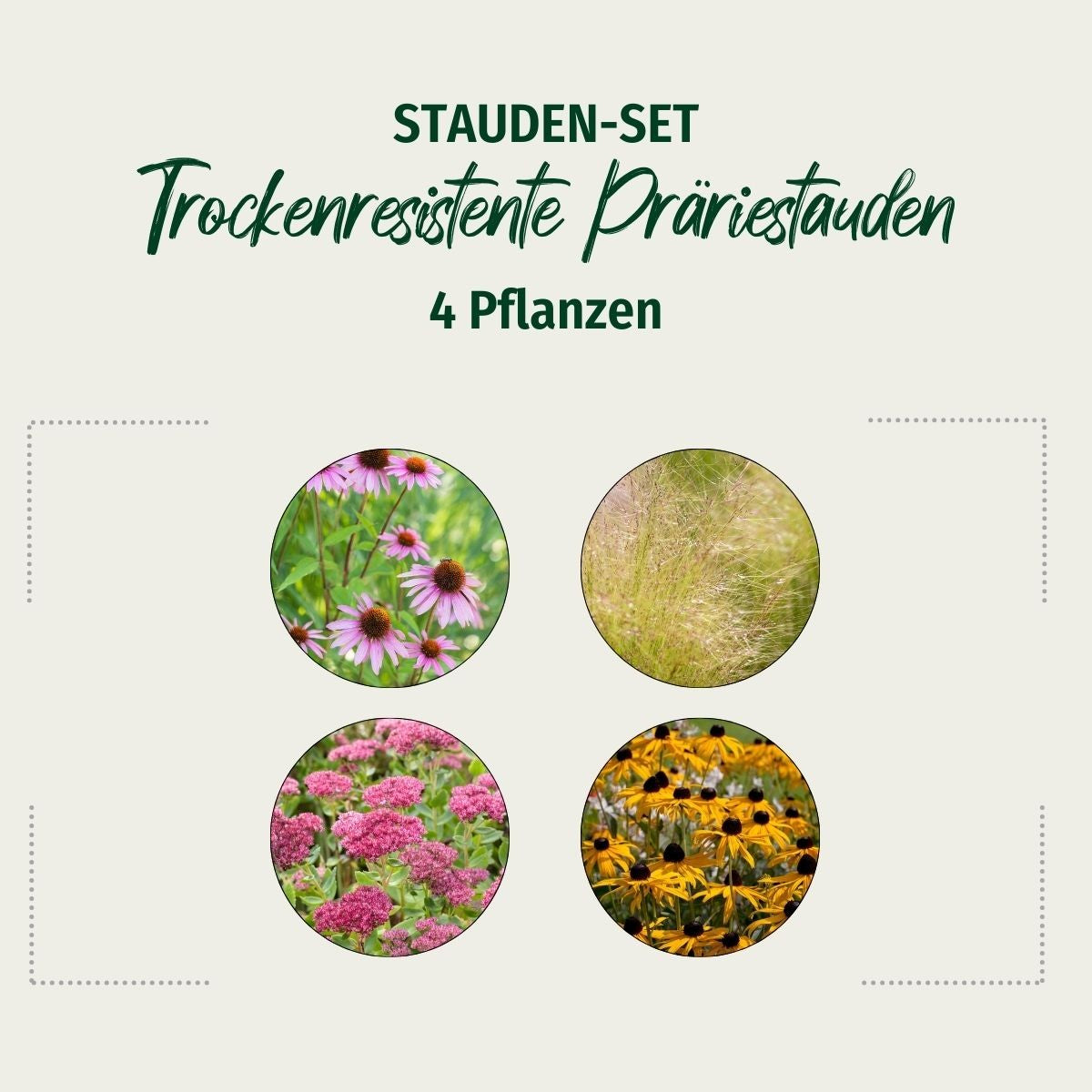Stauden-Set "Trockenresistente Präriestauden"