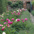 Stauden-Set "Duftendes Duo: Pfingstrosen und Lavendel"