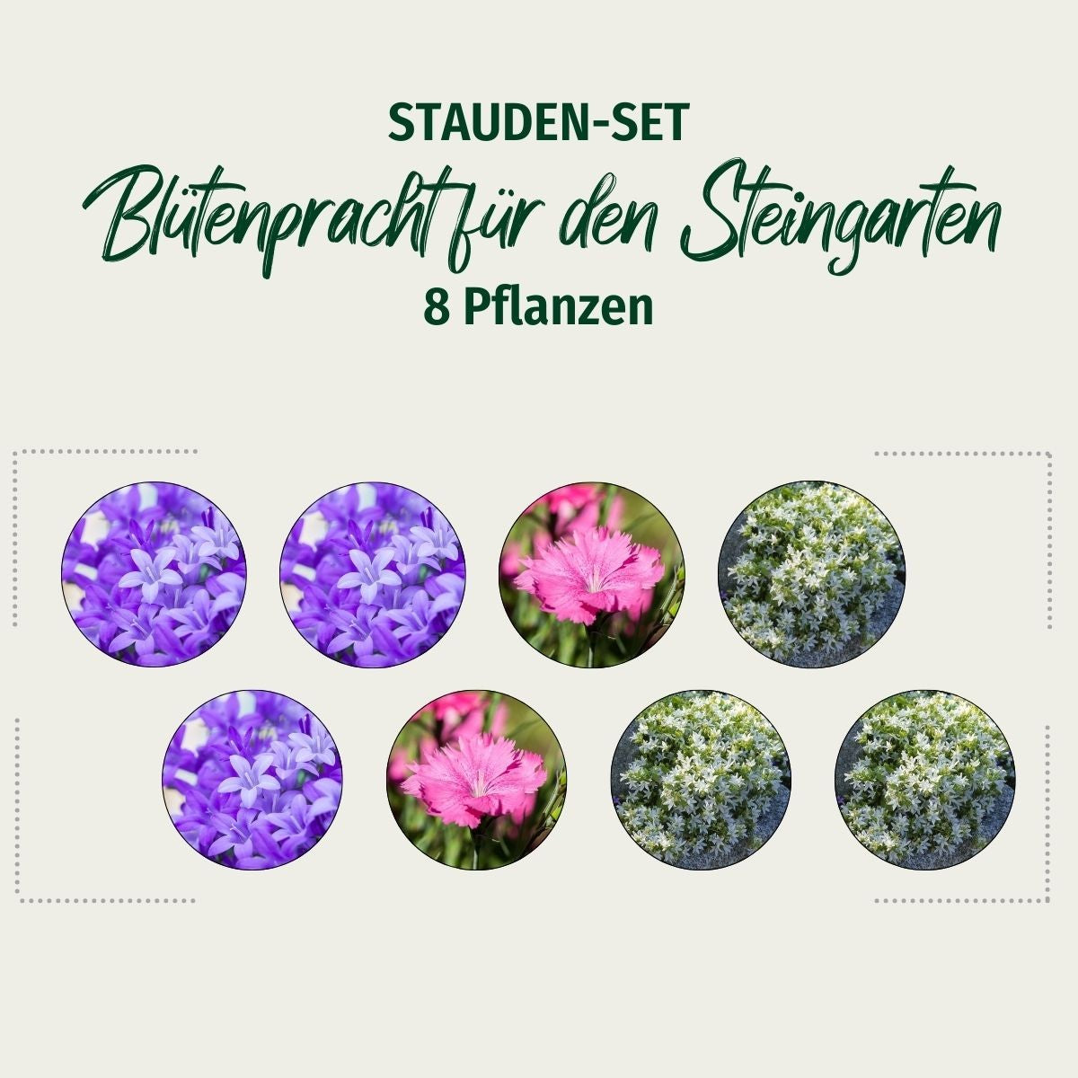 Stauden-Set "Blütenpracht für den Steingarten"
