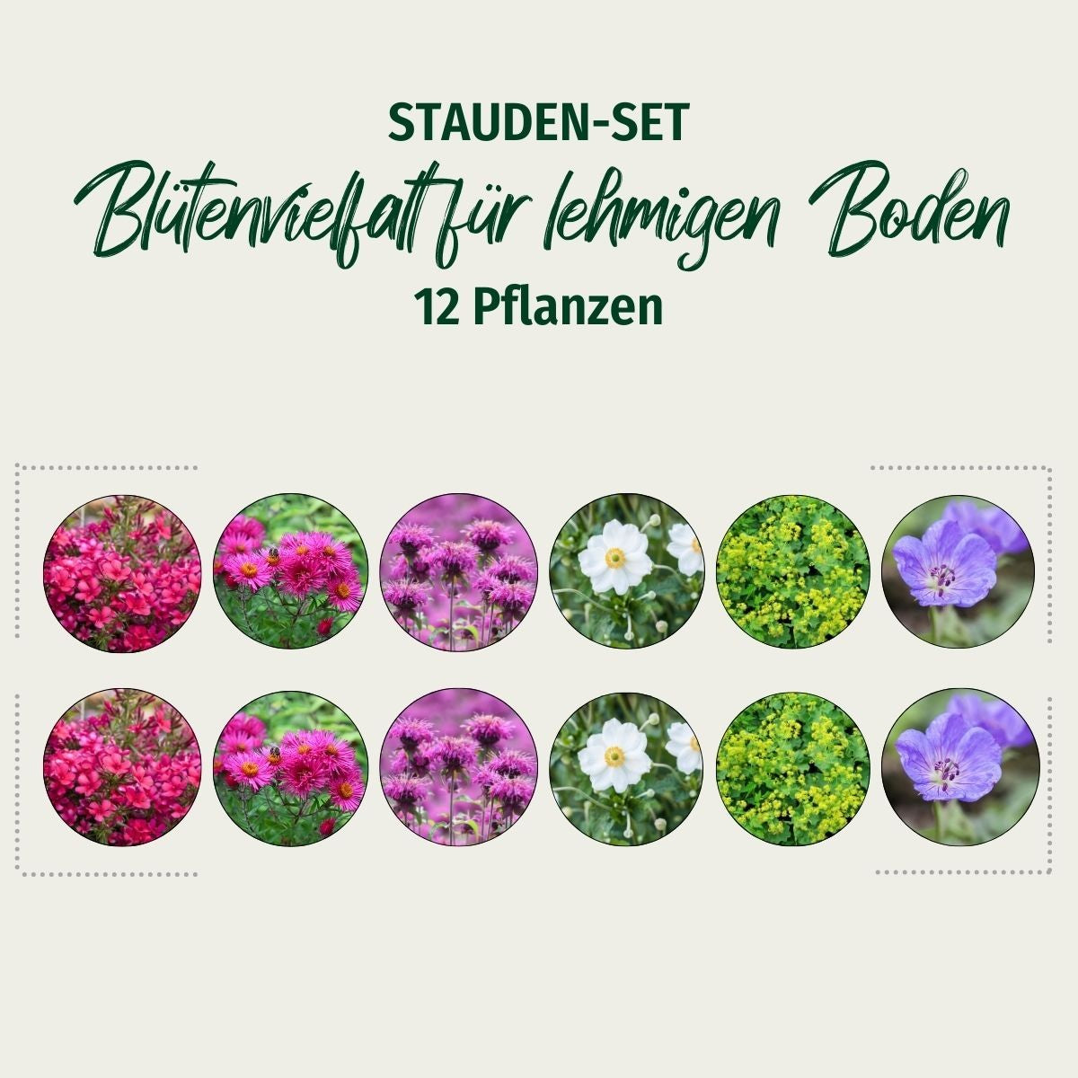 Stauden-Set "Blütenvielfalt für lehmigen Boden"