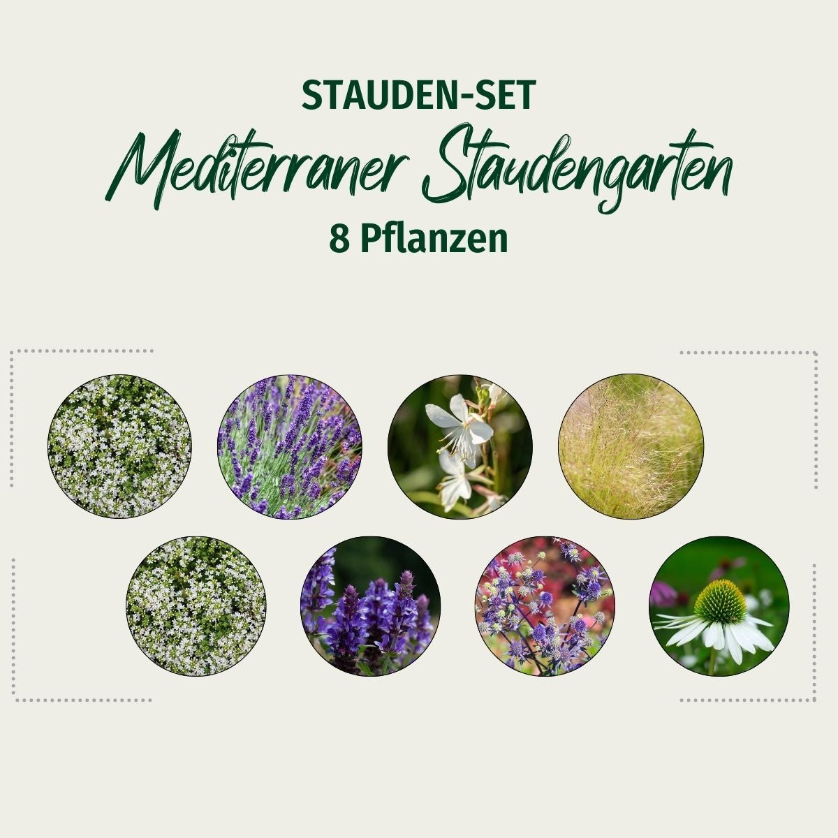 Stauden-Set "Mediterraner Staudengarten"