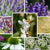 Stauden-Set "Mediterraner Staudengarten"