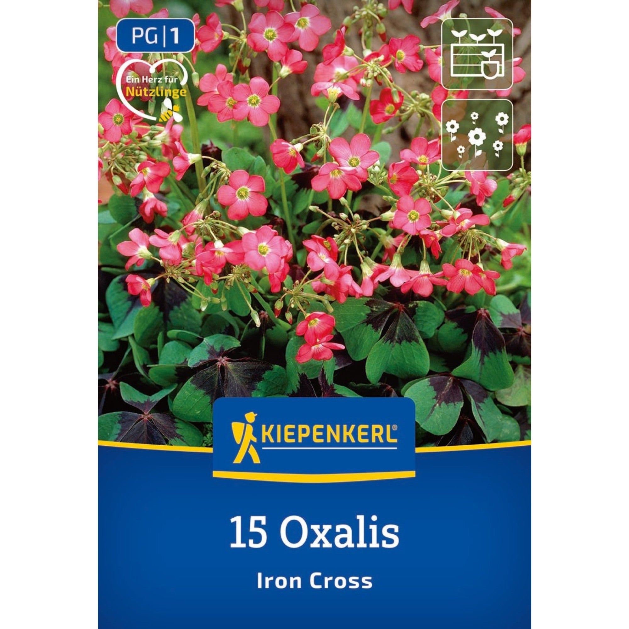 Kiepenkerl Glücksklee 'Iron Cross'