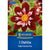 Kiepenkerl Halskrausen-Dahlie 'Night Butterfly'