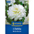 Kiepenkerl Seerosen-Dahlie 'White Onesta'
