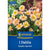 Kiepenkerl Beet- & Topf-Dahlie 'Topmix Apricot'