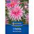 Kiepenkerl Beet- & Kübel-Dahlie 'Park Princess'