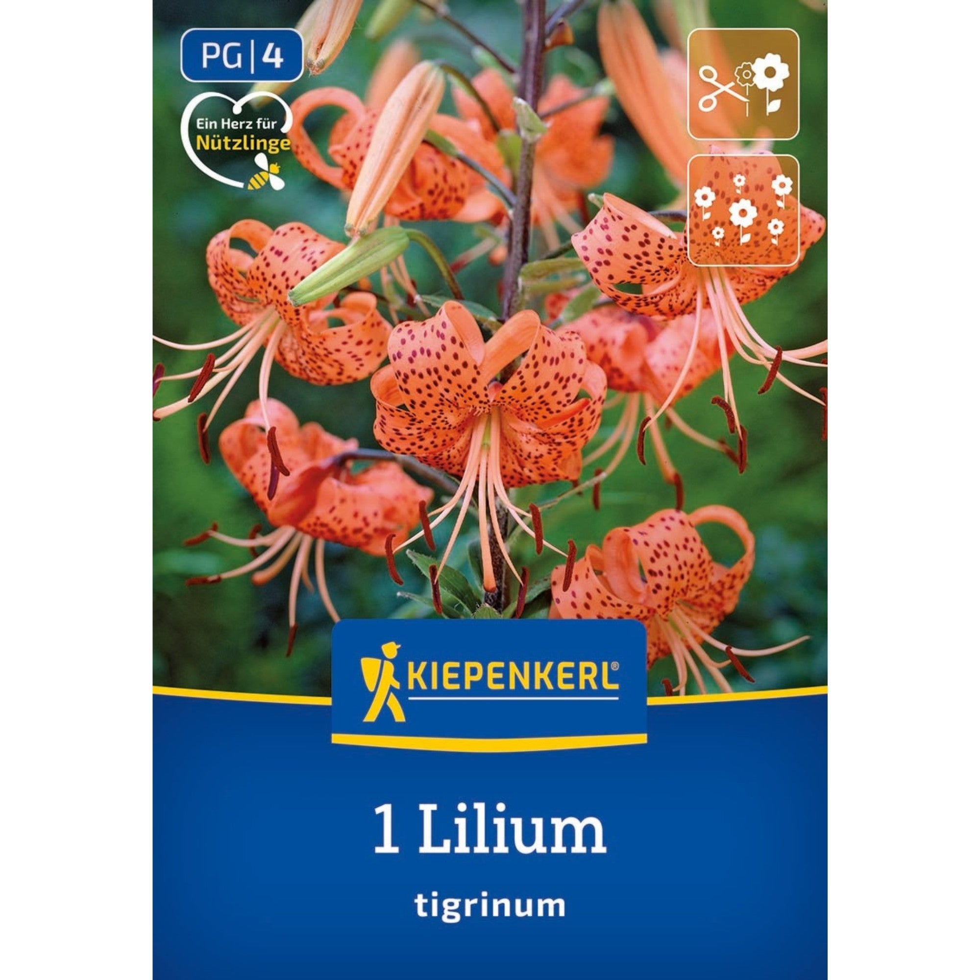 Kiepenkerl Tigerlilie