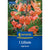 Kiepenkerl Tigerlilie
