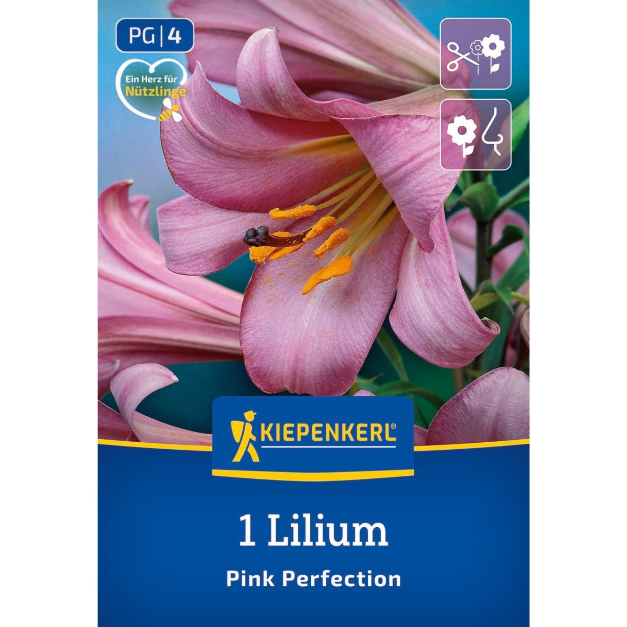Kiepenkerl Trompeten-Lilie 'Pink Perfection'