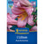 Kiepenkerl Trompeten-Lilie 'Pink Perfection'