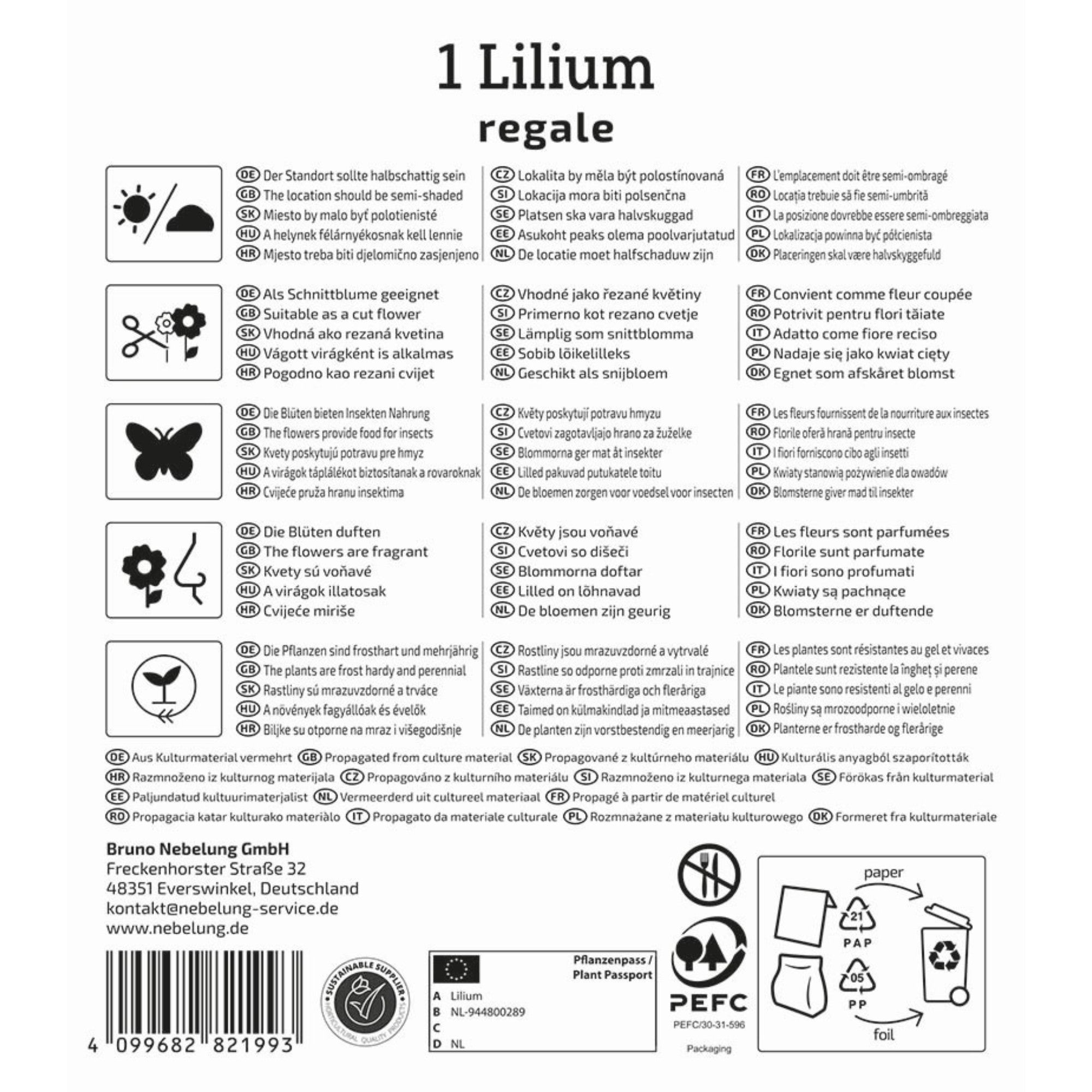 Kiepenkerl Trompeten-Lilie