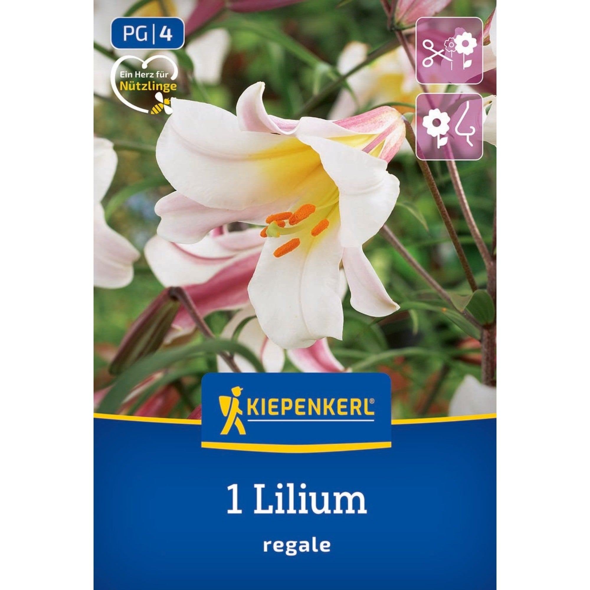 Kiepenkerl Trompeten-Lilie