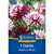 Kiepenkerl Dekorative Dahlie 'Rebecca's World'