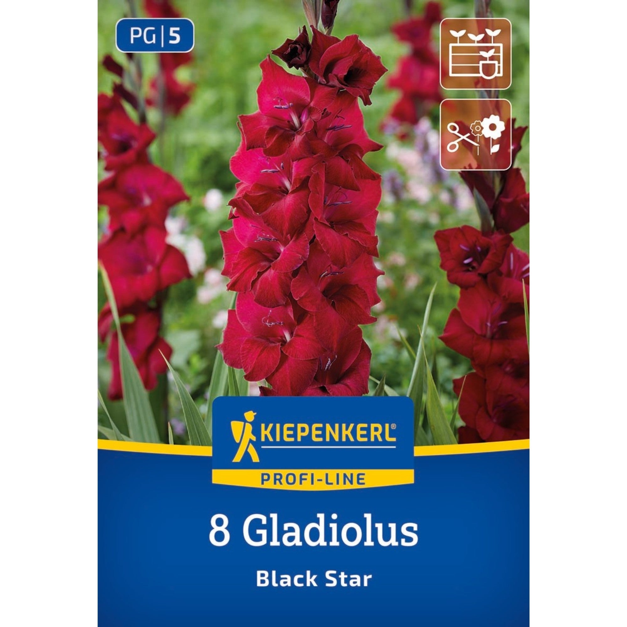 Kiepenkerl Großblumige Gladiole 'Black Star'