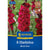 Kiepenkerl Großblumige Gladiole 'Black Star'