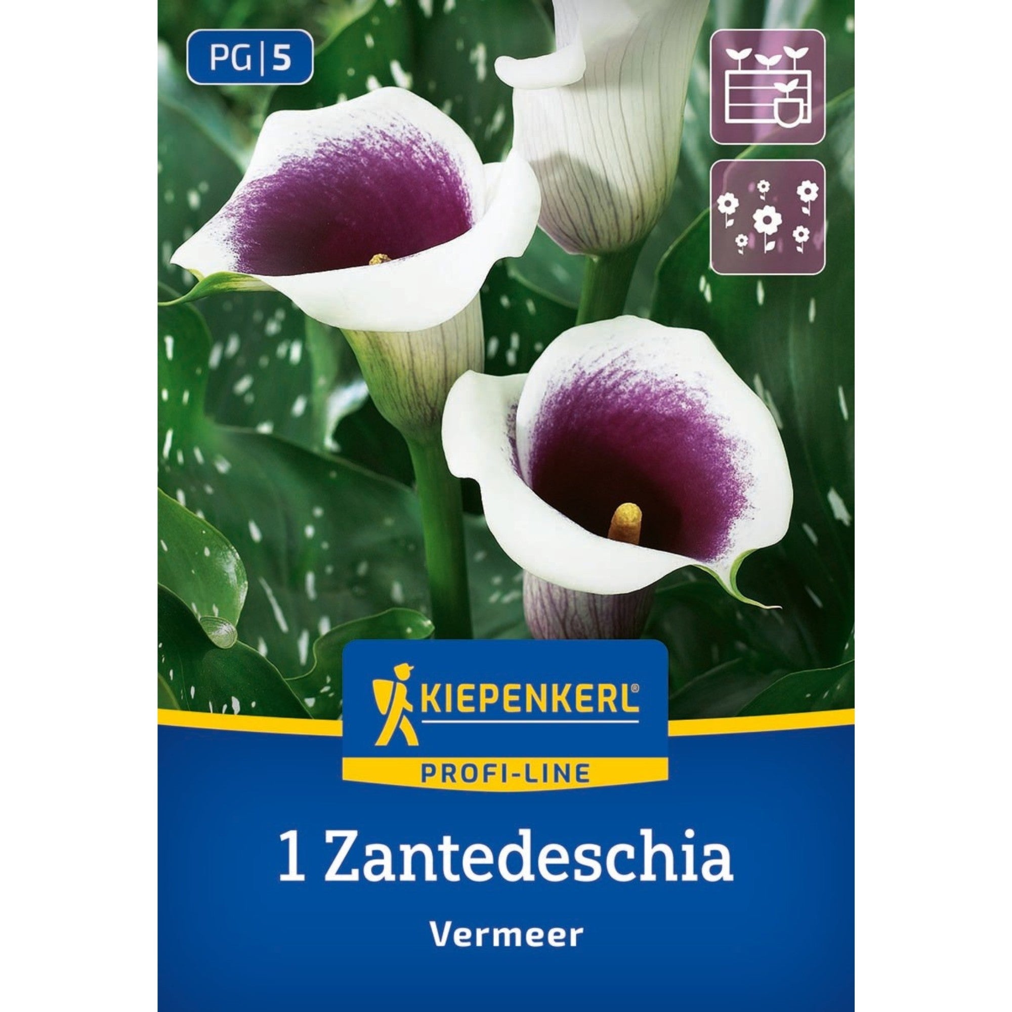 Kiepenkerl Calla 'Vermeer'