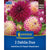 Kiepenkerl Dahlien Duo