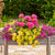 Balkonblumen "Endlose Blütenoase“