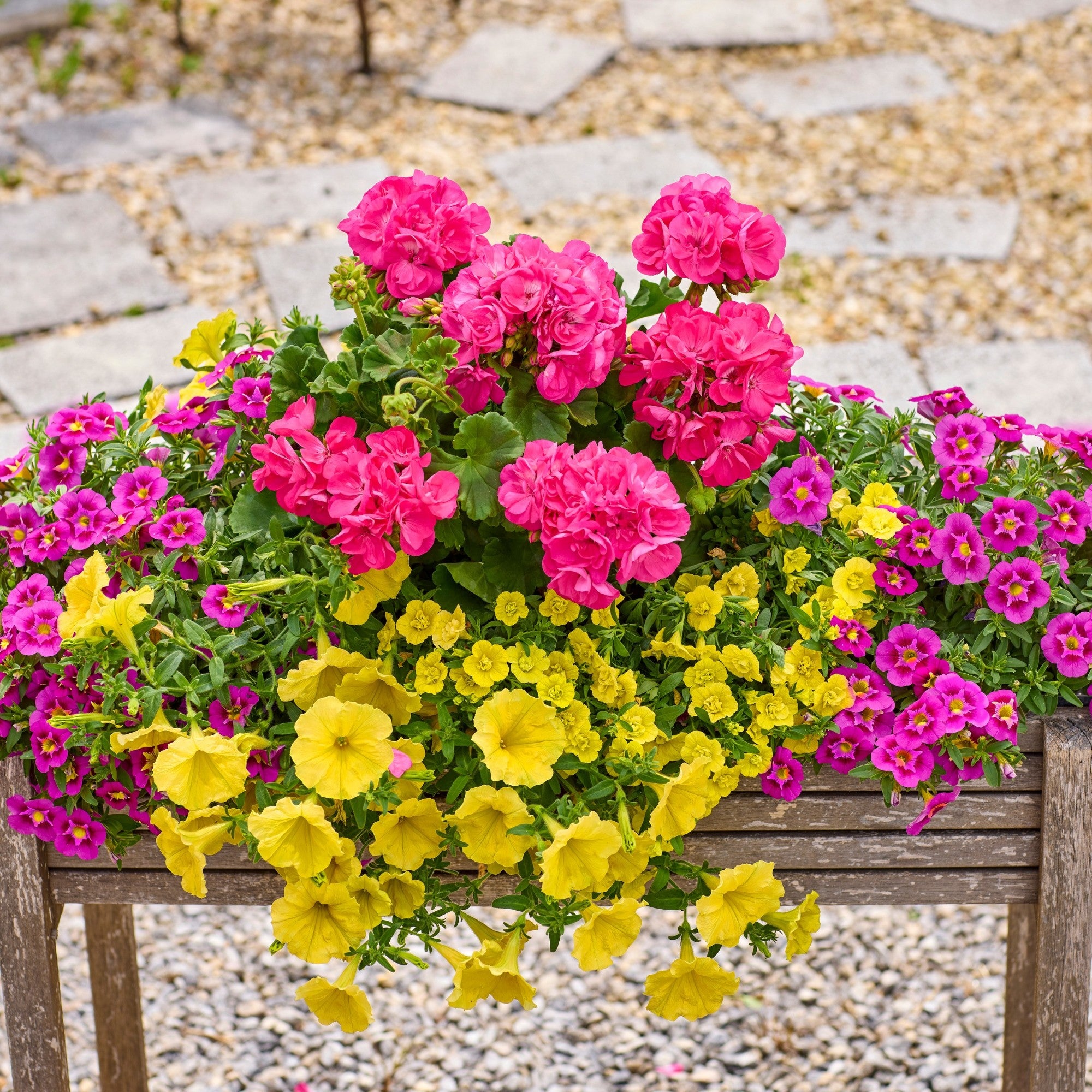 Balkonblumen "Endlose Blütenoase“