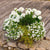 Balkonblumen "Weißer Dauerblüher"