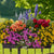 Balkonblumen "Farbenfroher Bienenmagnet"