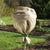 Jute Schutzsack