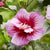 Säulen-Hibiskus 'Flower Tower®'