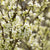 Chinesischer Herzblattbaum 'Shirobana'