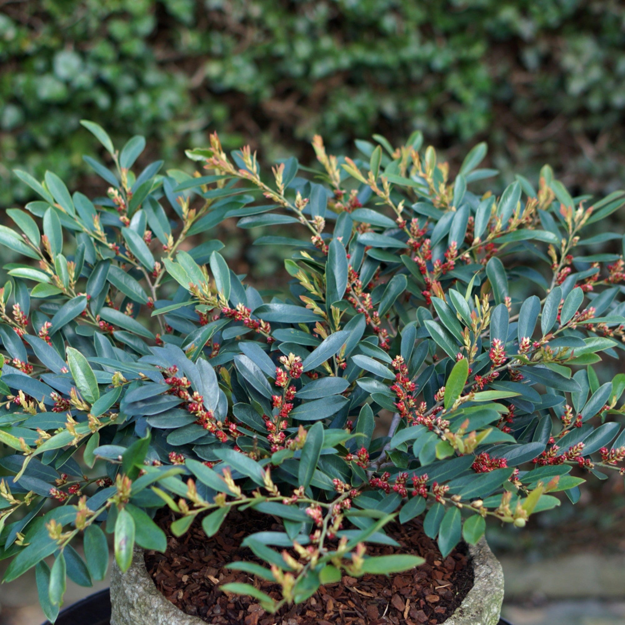 Traubiger Zweigriffel 'Blue Cascade'
