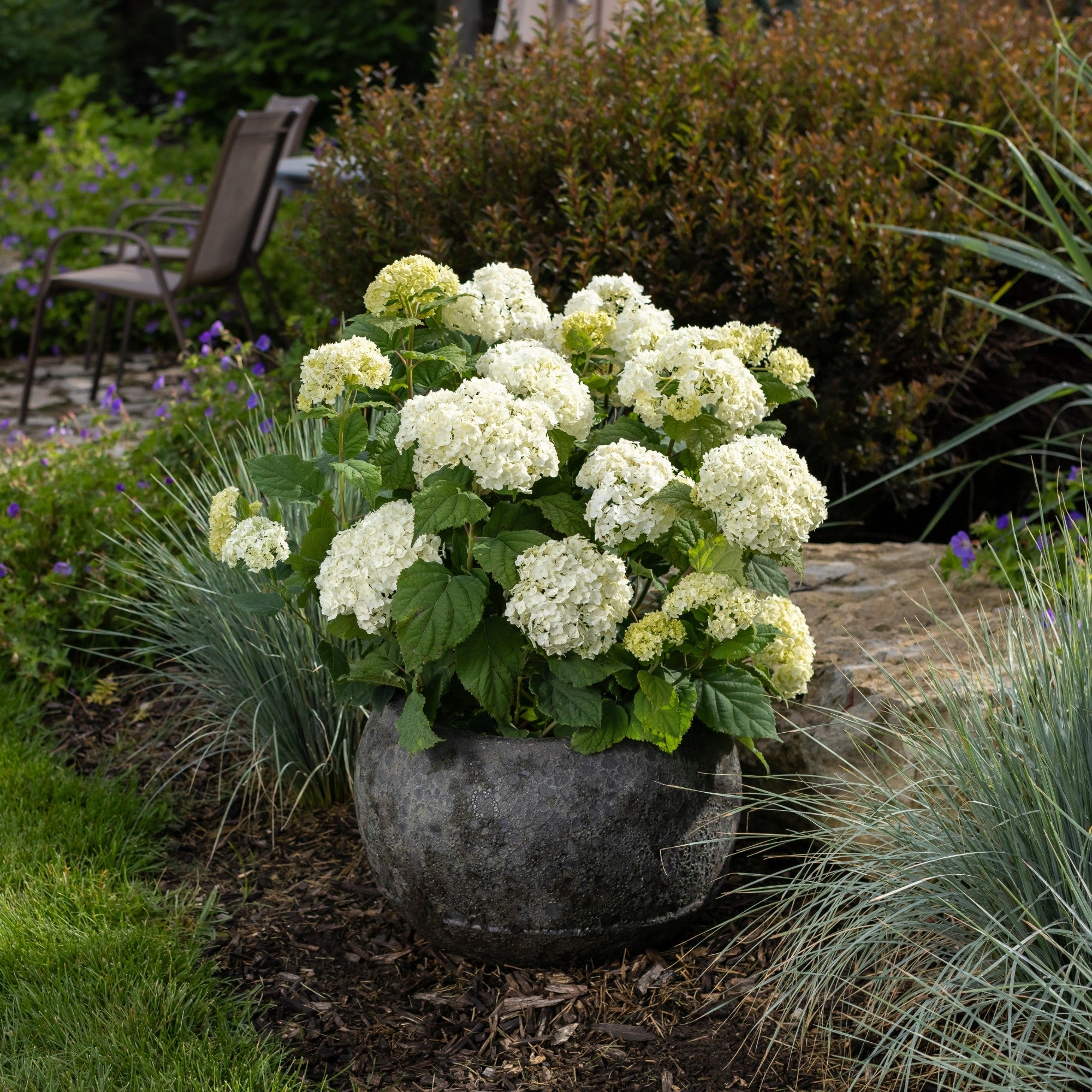 Schneeballhortensie 'FlowerWOW®'