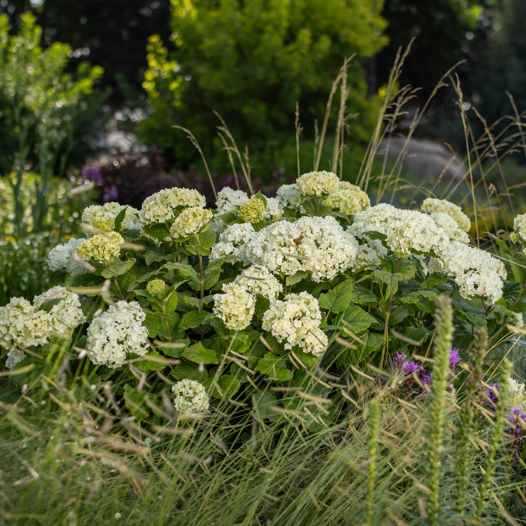 Schneeballhortensie 'FlowerWOW®'