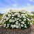 Schneeballhortensie 'FlowerWOW®'