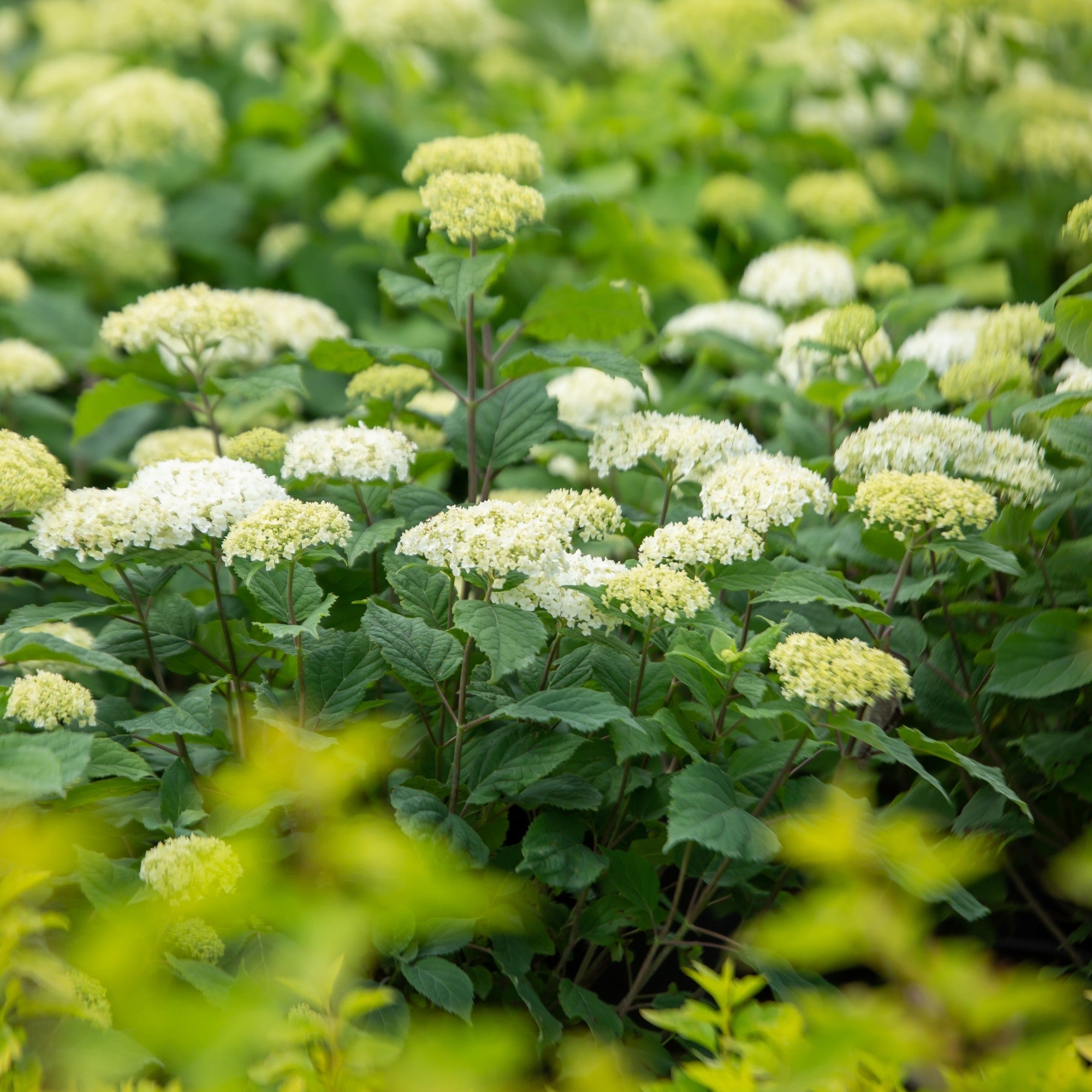 Schneeballhortensie 'FlowerWOW®'