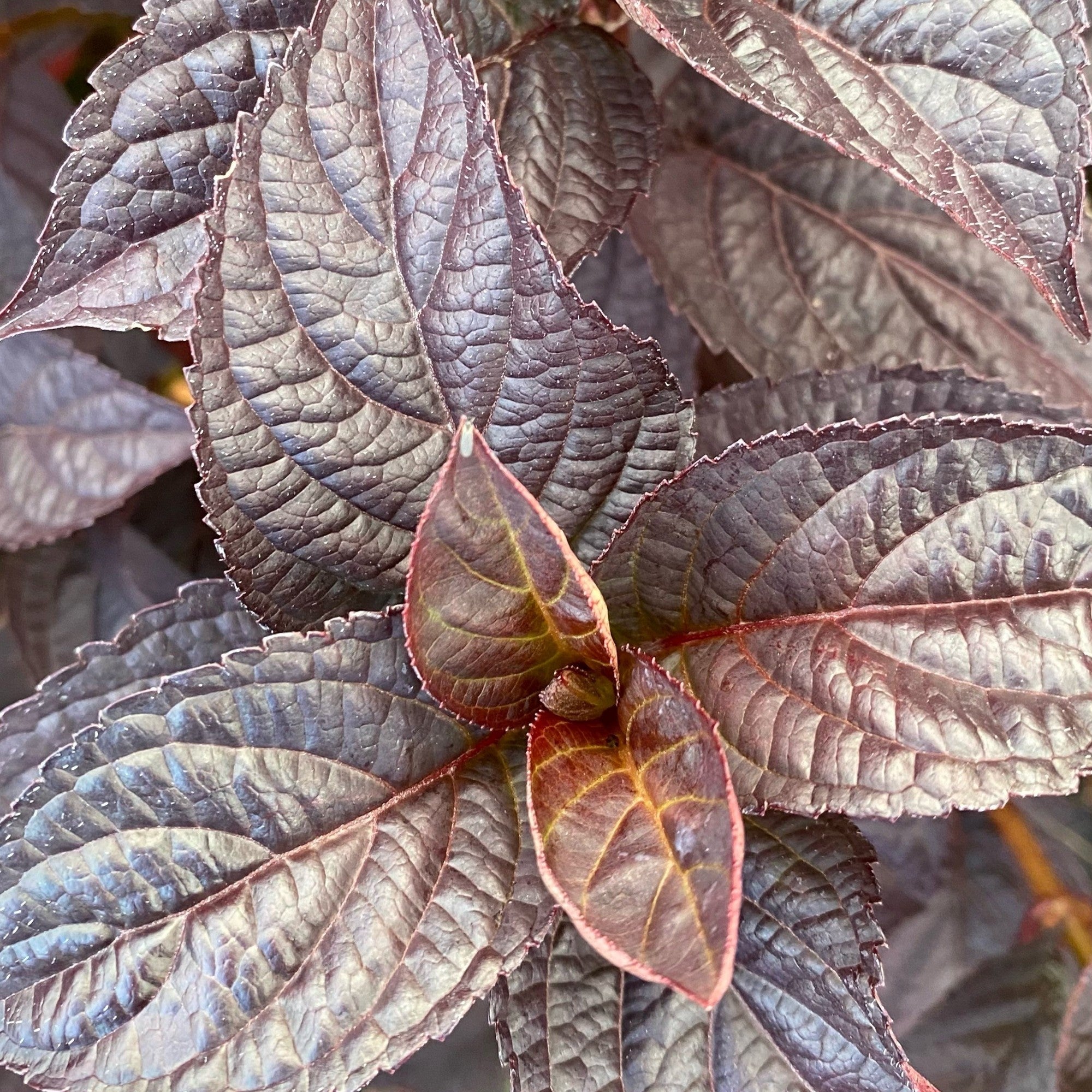 Tellerhortensie 'Daredevil®'