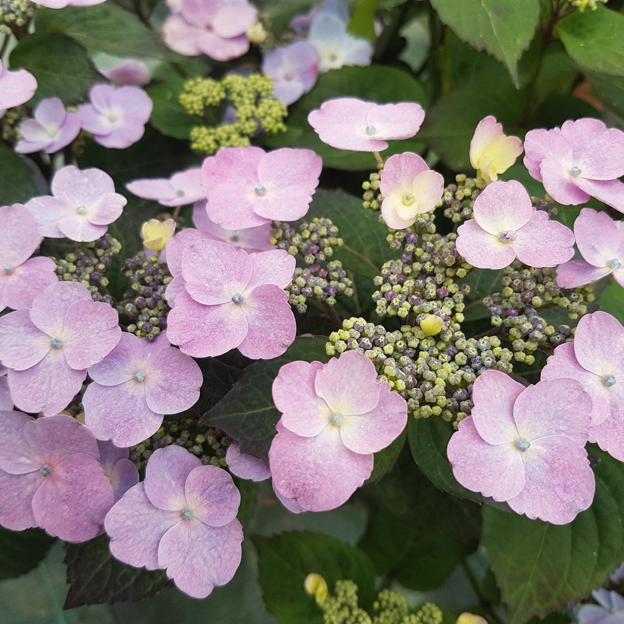 Tellerhortensie 'Daredevil®'