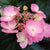 Tellerhortensie 'Daredevil®'