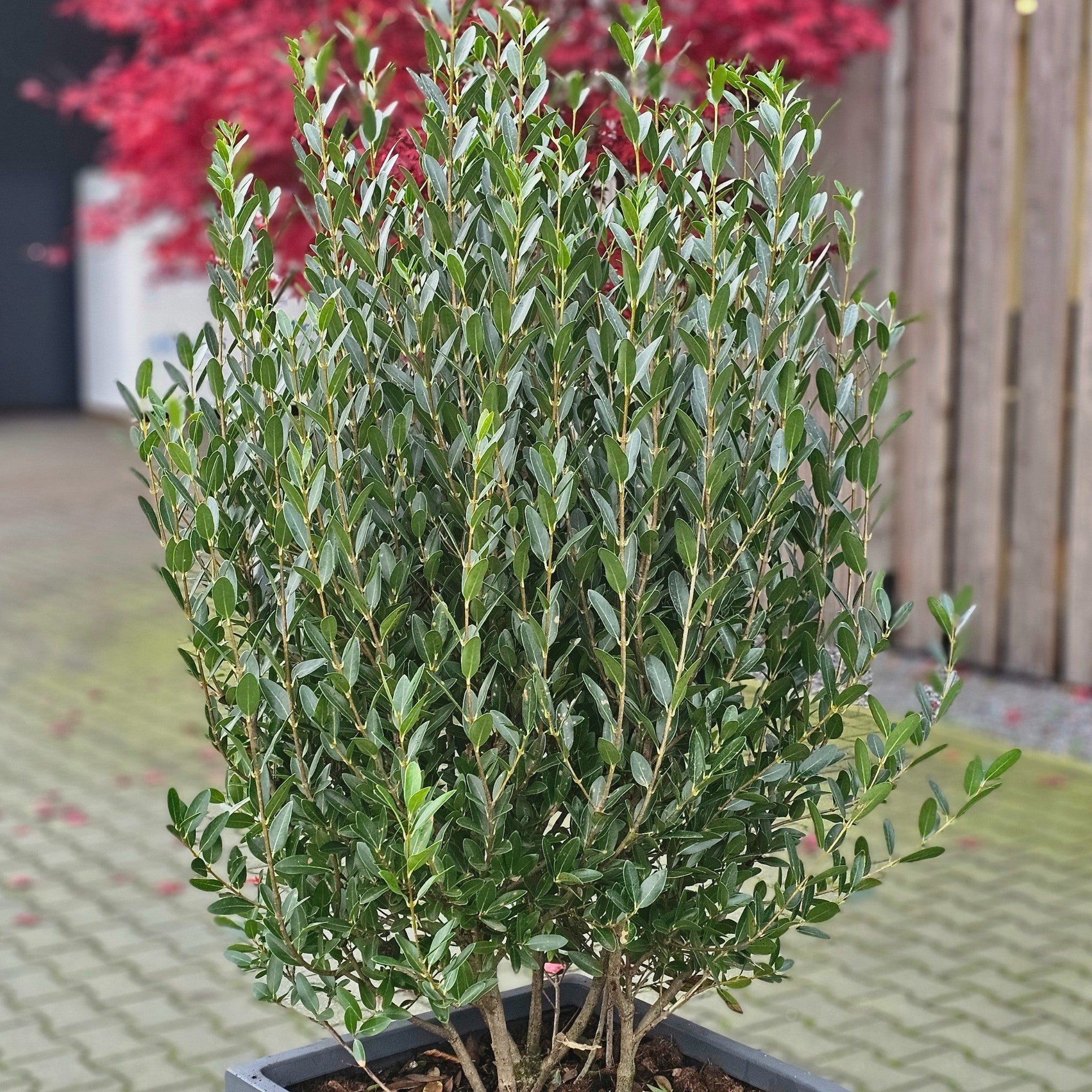 Steinlinde 'Grand Prix'