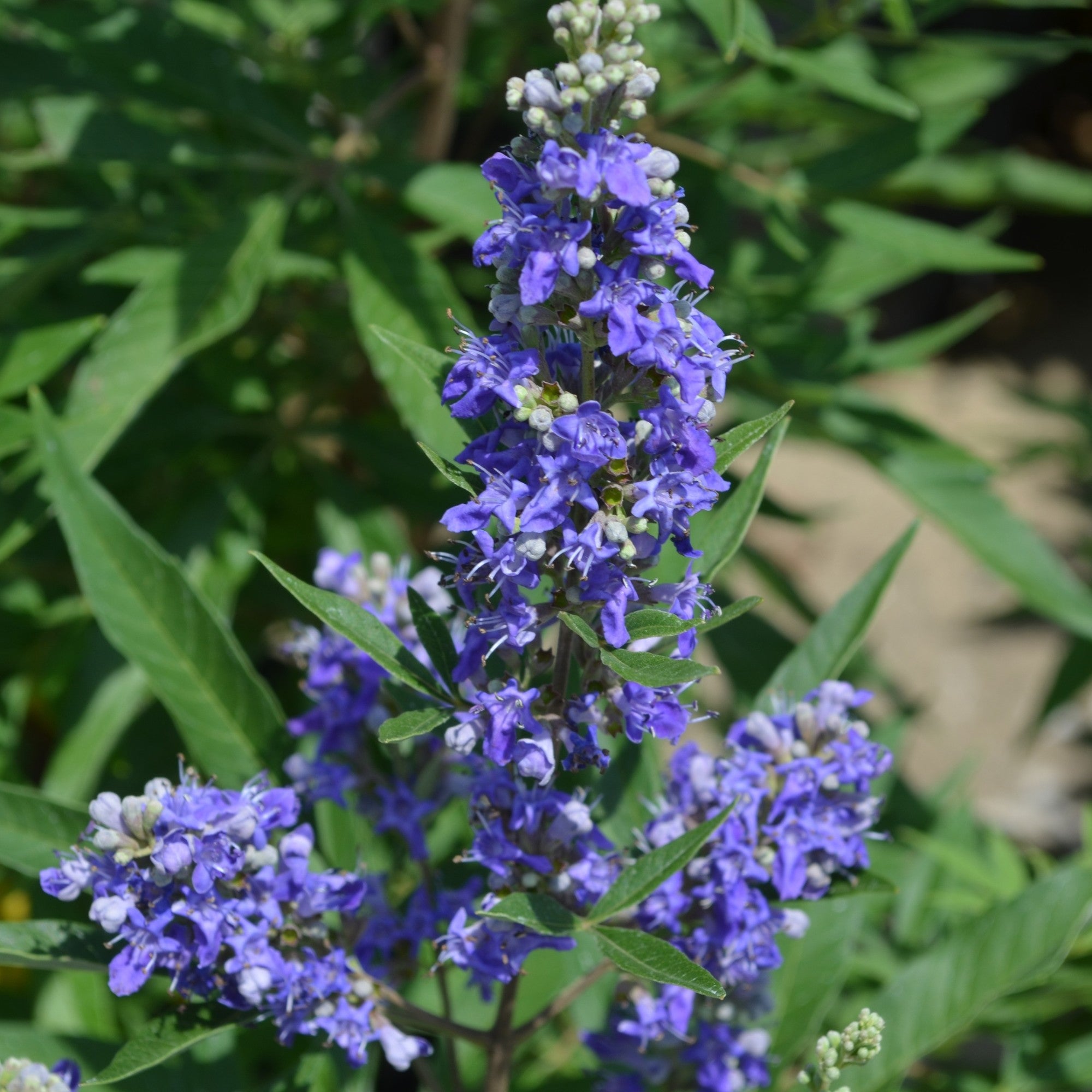 Mönchspfeffer 'Blue Puffball®'