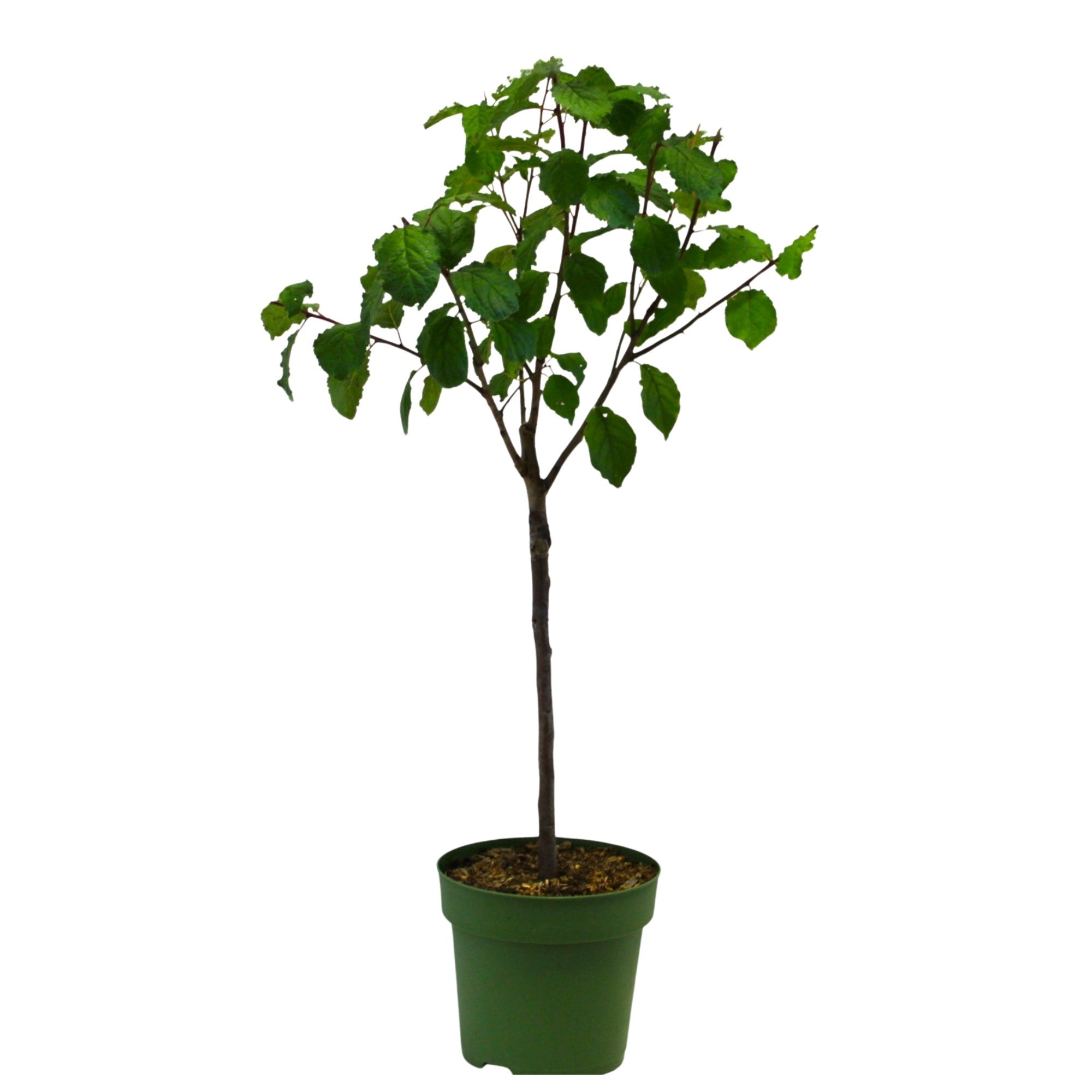 Bio Zwergpflaume Zwergenstar®